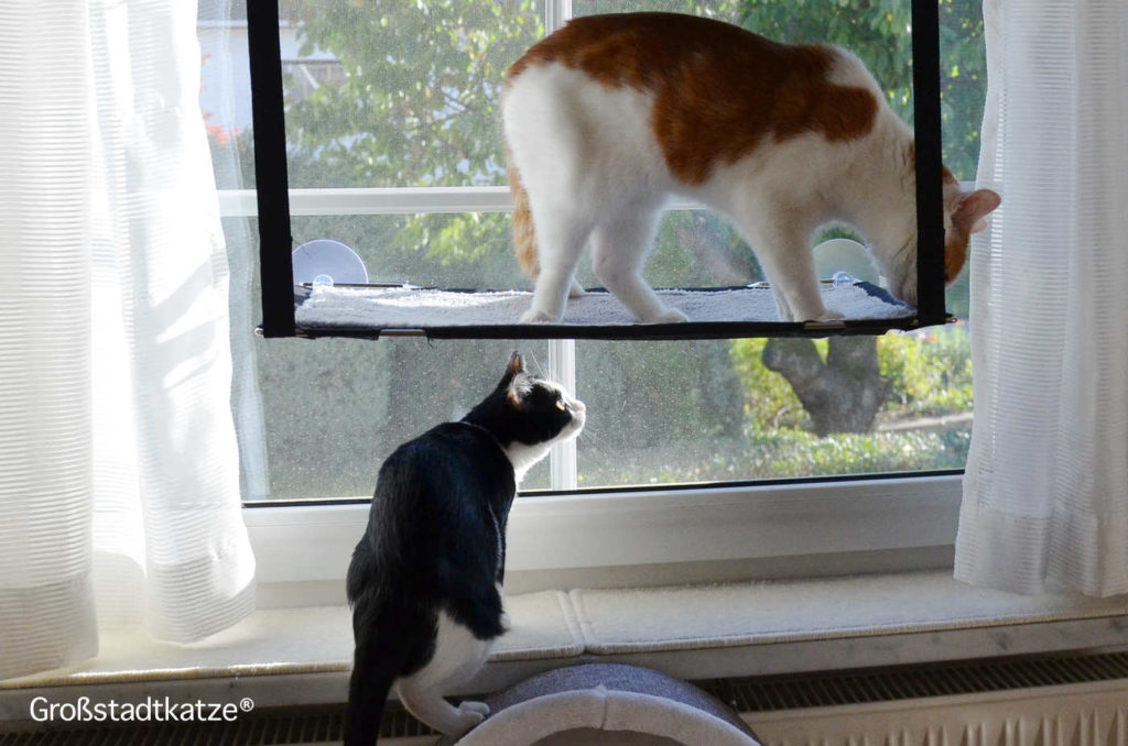 Fensterliege Katzen Hängematte Fenster Doppel